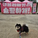 쁘띠빅투아 | [댕블리마켓3회후기] 24년5월 콩이콩콩플레이스