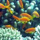 바다 속 이야기 이미지