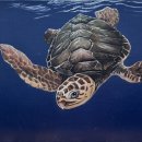 아트샤인 이미지