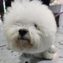 주식회사 메가링크 | 강아지 배변패드 추천, 바닥에 안 새는 '국제 멍멍패드' 메가주 역대급 흡수력 후기 광주펫페어