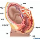 플레로필라테스