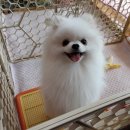 호텔루이 Daum카페