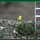 삼팔선의봄 이미지