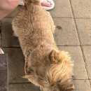 으뜸정육 | 🐶강아지랑 주말 나들이🐾 서울근교 계곡 옆 애견동반 고깃집 &#39;옛고을 정육식당&#39; 후기