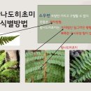 초미사슴 이미지