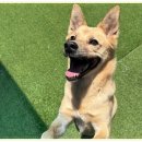 아이조아요양보호소 안양점 | 안양강아지보호소 아이조아 방문기