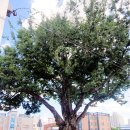 느티나무 이미지