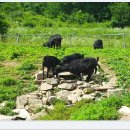 뒷골목장 이미지