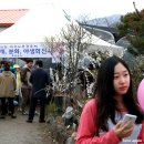 제6회 괴산 미선나무 축제 이미지