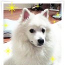 쿠모 Daum카페