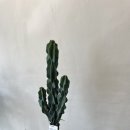 석주농장 이미지