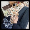 유앤미펫 강아지분양 고양이분양 용인점 이미지