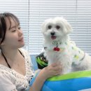 가평애견펜션 비비숑숑 강아지동반 풀빌라펜션 가평...수영장 캠핑 강아지운동장 가평인생숙소 감동후기