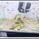 로얄수족관(이마트 월배점) 이미지