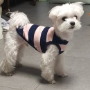 꼬로롱멍 이미지