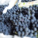 영농조합법인 대청 이미지