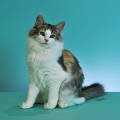Gaudeas Cattery 이미지