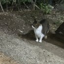 찬미사 이미지