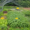 솔마1로 이미지