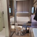 서울애견 이미지