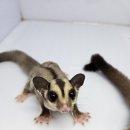 펫엔글라이더 천안점 이미지