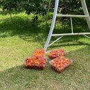 한철농장 | 체리따기 체험, 고양에서의 특별한 하루! 🍒✨