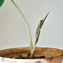 알로카시아 이미지