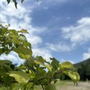 화양중학교화양남분교장 이미지