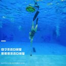 272-1019 | 대구프리다이빙 하루 만에 완벽 적응! '엔엔엔프리다이빙' 원데이 체험 후기