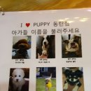 아이러브퍼피 이미지