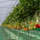 율면농장 이미지