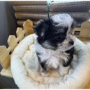 도그의 하루 이미지