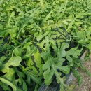 대산청과 이미지