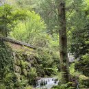 차꽃오미 이미지