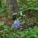 독일마을 주차장(봉화방면) | 봉화 청옥산 명품숲길 - 넛재 하산