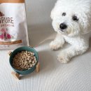 도그미뇽 이미지