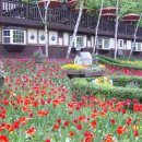 꽃의나라 이미지