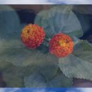 홍익생활건강 이미지