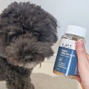 지성동물병원 | 강아지, 고양이 피부 영양제 '마음반려 고함량 피부 영양제' 급여후기