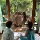 털보형네쪽갈비 | 코끼라와 호랑이가 목적인 치앙마이 여행기