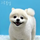 그루몽실 이미지