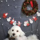 뽀삐 애견샵 이미지