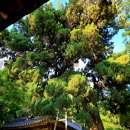 오월정(梧月亭) | 청송 월정리 침류정(枕流亭),동와정(東窩亭)