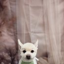 안나펫살롱 이미지