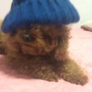 개털깎는남자 이미지