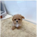 온퍼피 프리미엄 전주강아지분양 본점 이미지