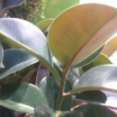 ☞11조☜ 식물도감 (데코라인도고무나무 : Ficus elastica ) 이미지