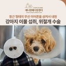 강아지 금속성 이물 섭취, 위내이물, 위절개 수술, 신당/금호/약수 동물병원, 애니컴메디컬센터