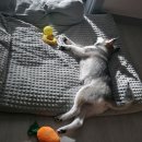 올어바웃도그 이미지