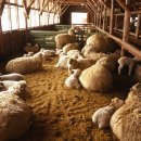 이박목장 이미지